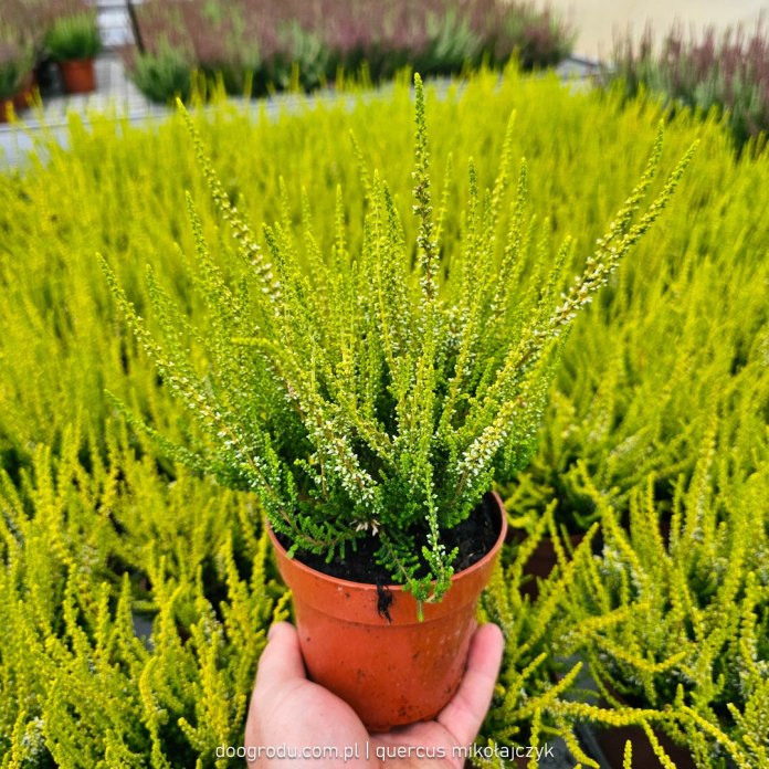 Biało-złoty wrzos Sarah